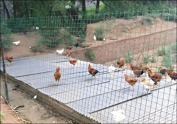 Plastic Coated Galvanized Poultry Netting of Welded Mesh