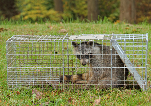 Large Live Animal Traps